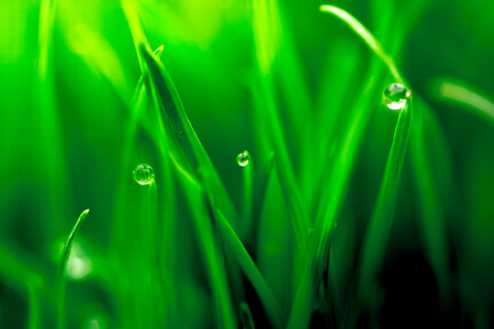Macro closeup of fresh green with dew droplets of water Macro closeup of fresh green with dew droplets of water