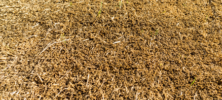 Closeup detail of a freshly thatched roof using professional thatch materials