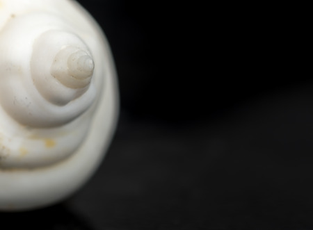 Macro closeup of a spiralling white  seashell on a black backgroundの写真素材