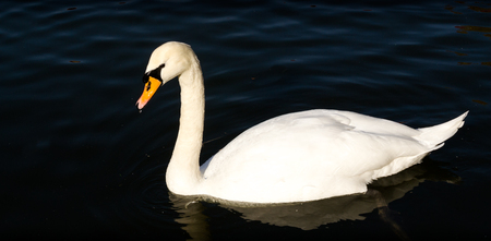 Single white adult swan swimming on a dark water pondの写真素材