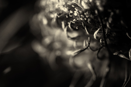 Single macro image of a dying purple Chrysanthemum flower in black and white reminding of lost love and the finality of deathの写真素材