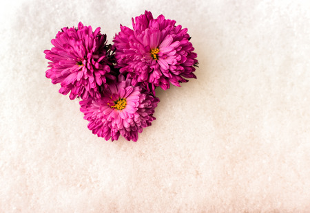 Three pink Chrysanthemum flowers without stalks lay on a white snow background, discarded as winter kills off summer blossoms.の写真素材