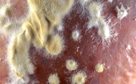 macro close-up of an old rotten appple infected with the common apple rotting fungi Penicillium expansumの写真素材