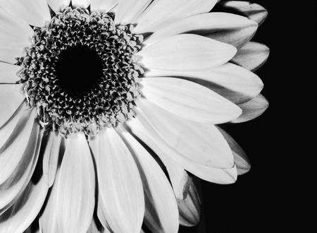 Close-up studio image of the petals and pollen laded stamen of a beautiful crimson Chrysanthemum flower in bloom and sht in Monochrome Black and White. The floral image is contrasted with a very dark background.の写真素材