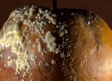 Colonies of Penicillium expansum growing on the skin of an old rotting apple, often called fruit-rot.の写真素材