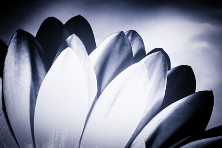 Art style monochrome image of a close-up image of Chrysanthemum petals. 

The single flower is toned using blue toning; the blossom was originally a red Chrysanthemum. The grunge style creased background resembles a dark cloudy sky.の写真素材