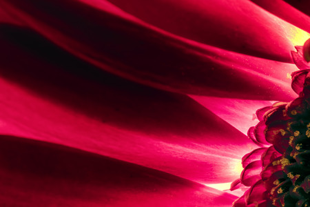 Common single red chrysanthemum flower seen in the hoe in macro closeup showing petals, pollen and stamensの写真素材
