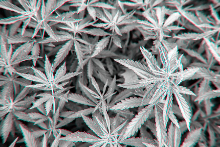 Cannabis pot plant growing wild in nature with distinctive leaf patterns for home wall art and...