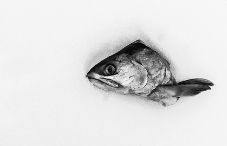 Single severed head of a raw fish cut off and left on a white snow background. Copy space area for text. Room for wall art abstract food ideas. Black and white monochrome imageの写真素材