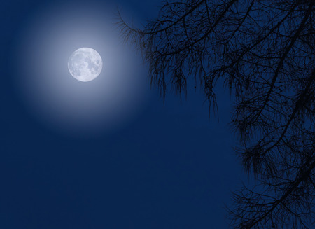 Night time dusk shot of a mist covered moon with a tree silhouette. Copy space area for spooky or horror based designs or concepts. Blue midnight colour with back.の写真素材
