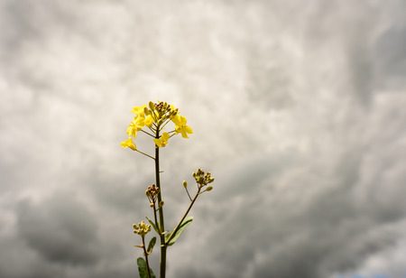 Yellow rapeseed (Brassica napus) growing in a field set against a grey cloudy sky background with white clouds. Popular farming crop grown in England and Europe.の写真素材
