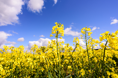 Yellow rapeseed (Brassica napus) growing in a field set against a blue summer sky background with white clouds. Popular farming crop found in England and Europe.の写真素材