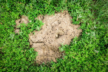 Drying old cow pat on fresh green grass. Manure background for farming gardening fertilizer concepts.の写真素材