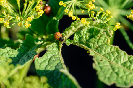 Colorado beetle (Leptinotarsa decemlineata) grubs eating a fresh green potato plant outside in the...