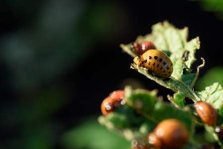 Colorado beetle (Leptinotarsa decemlineata) grubs eating a fresh green potato plant outside in the garden in natural sunlightの写真素材