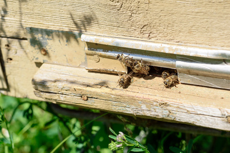 Bees enter and leave a wooden beehive entrance to collect or return with pollen for honey production...