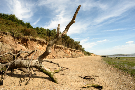 Fallen tree due to beach and cliff erosion lies on the sand at Cudmore Grove on Mersea Island in Essex Englandの写真素材