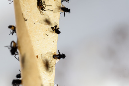 Closeup of dead flies that have stuck to a fly trap. The insects have been killed by the chemicals on the glue.の写真素材
