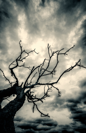 Dead tree in a creepy night time setting with dark stormy clouds overhead. The image is black and whiteの写真素材