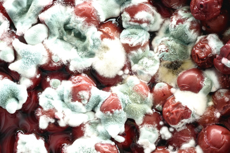Rotten cherry fruits in natural juices covered with a fungas growth