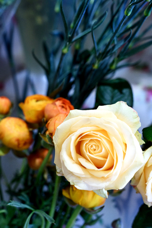 Single Yellow rose with a defocused green leaf background with copy space area for floral themed ideas and conceptsの写真素材