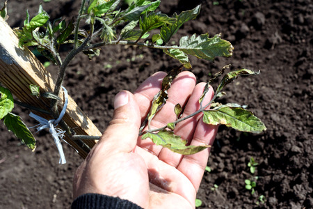 Male hand inspects a windblown tomato plant in a garden damaged from strong winds. Leaf tips are crisp and destroyed by gales.の写真素材