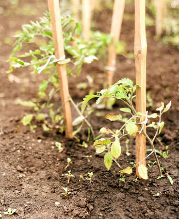 Tomato plants damaged by strong wind with brown windscorched leavesの写真素材