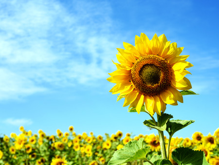 Yellow sunflower background with wild flowers growing in a field in nature. Natural sunlight in a  landscape format and design.の写真素材