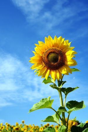 Sunflower in vertical composition with blue summer sky and white clouds with a field of ripe sunflwoers behindの写真素材