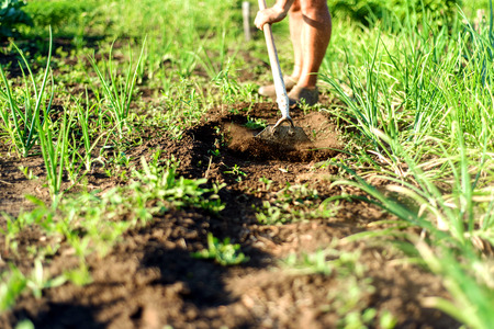 Man clears dirt with a rustic garden hoe along a path area next to an onion bed in a lush green gardenの写真素材