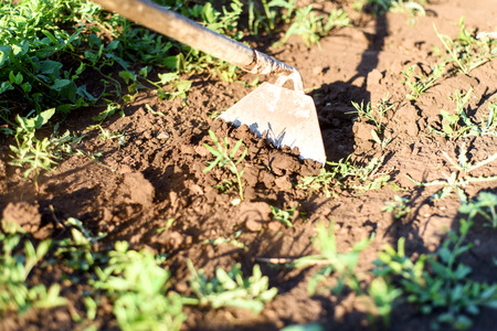 Antique rustic garden hoe clears dirt in a garden with intentional motion of the gardening toolの写真素材