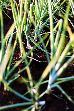 Row of fresh organic onions in a row ready for harvesting after drying in the sunの写真素材