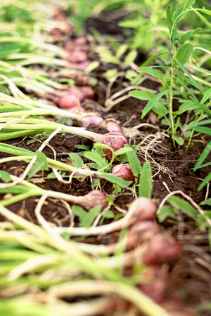 Row of fresh organic onions in a row ready for harvesting after drying in the sunの写真素材