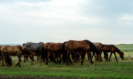 Brown and black horses with bent heads graze in a grass field with a summer white sky and overcast cloudsの写真素材