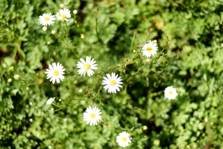 Wild daisies with white flower petals and green leaves growing in nature with bokeh style vegetationの写真素材