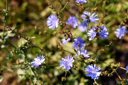 Wild chicory flowers growing with a green leaf bokeh style background. Copyspace area for floral nature designs.の写真素材