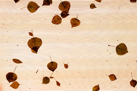 Fallen leaves on orange plastic roof with individual leaf patterns and copy space area for autumn...
