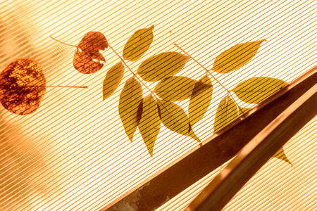 Fallen leaves on orange plastic roof with individual leaf patterns and copy space area for autumn...