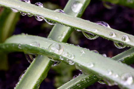 Closeup Macro water droplets on green leaves of a fresh green garden plantの写真素材