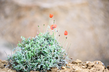 Bunch of wild red poppies growing on a sandy earth with defocused backgroundの写真素材