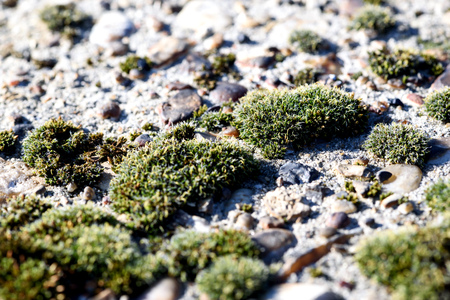 Lichen moss in close up macro in nature growing on white concreteの写真素材