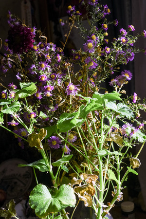 Bunch of geranium flowers in natural sunlit lit by light from a cottage window in a domestic settingの写真素材