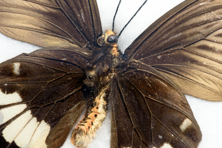 Macro closeup detail of a beautiful butterfly insect wing pattern in full color on a bright white backgroundの写真素材