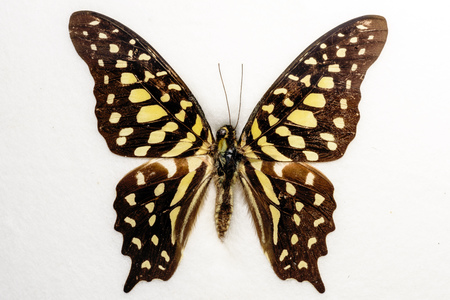 Tailed Jay Graphium agamemnon Butterfly on a white backgroundの写真素材