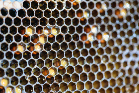 Closeup macro of yellow bee honeycomb in a hexagon pattern with sealed golden sweet honey...