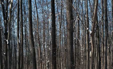Tree trunks in nature with snow on the ground covering the forest floor and the woodland treesの写真素材