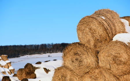 Round straw hale bays used as fodder and bedding for horses and cows stacked in rows in winter with blue-sky background and copy space area for farming agriculture ideasの写真素材