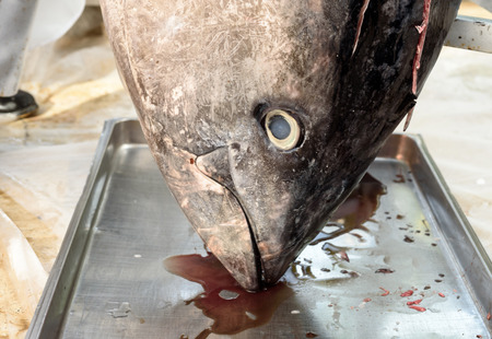Large dead tuna fish hanging up with blood and attention towards its eyeの写真素材