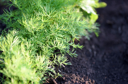 Closeup image of organic dill growing in a garden in a line with shallow depth of fieldの写真素材