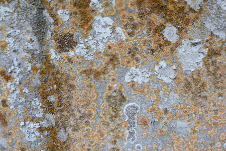 Aged moss lichen grows on a forgotten lump of concrete in yellow and brown with old moss on the edgesの写真素材